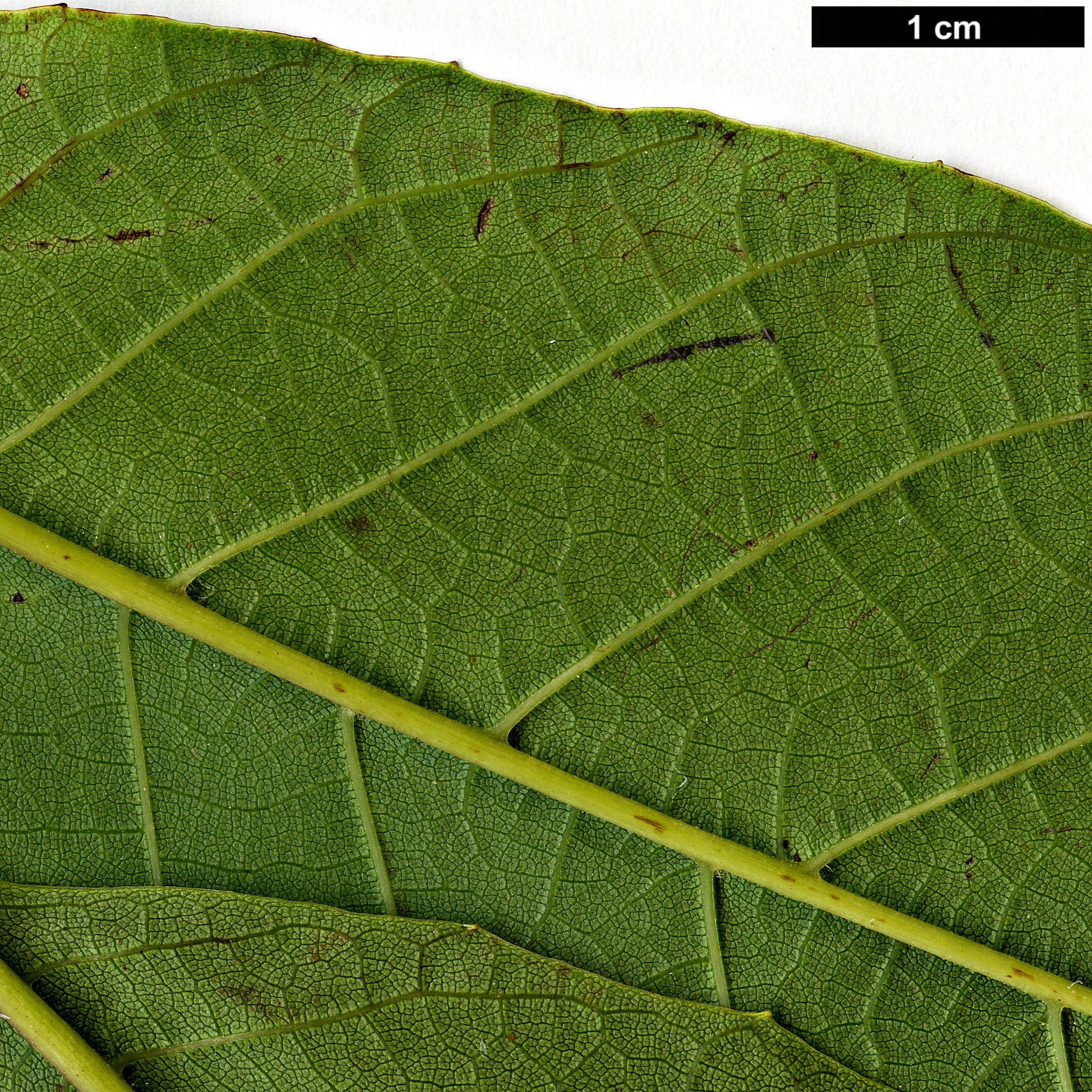 High resolution image: Family: Juglandaceae - Genus: Juglans - Taxon: sigillata